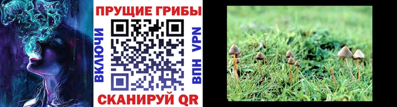 Галлюциногенные грибы Magic Shrooms  закладка  Канск 
